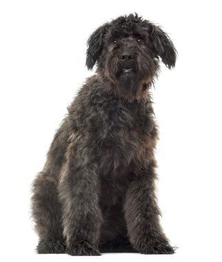 Bouvier des flandres oturmuş, üzerinde beyaz izole