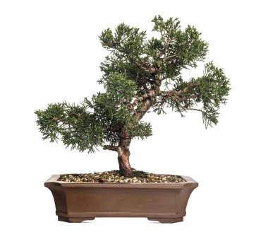 Ardıç bonsai ağacı, juniperus, üzerinde beyaz izole
