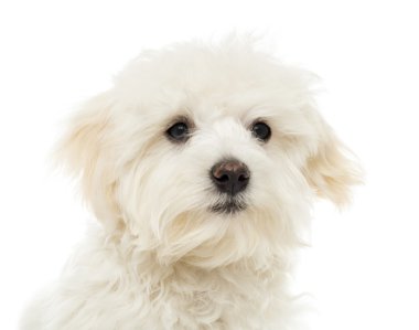 Malta puppy, 7 ay yaşlı, beyaz izole kapatmak