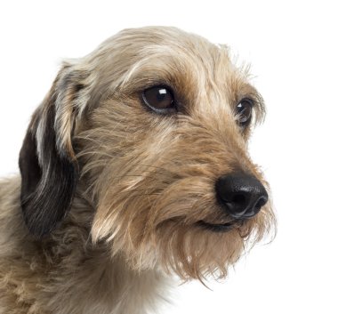 beyaz izole bir dachshund in yakın çekim