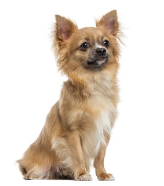 otururken, chihuahua üzerinde beyaz izole