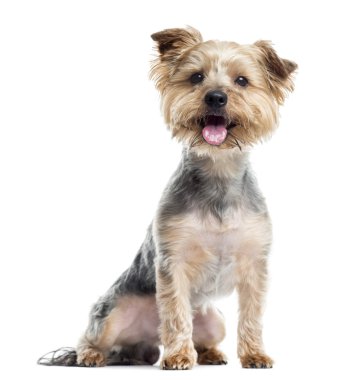 Yorkshire terrier nefes nefese, otururken, üzerinde beyaz izole