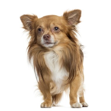 chihuahua ayakta, üzerinde beyaz izole