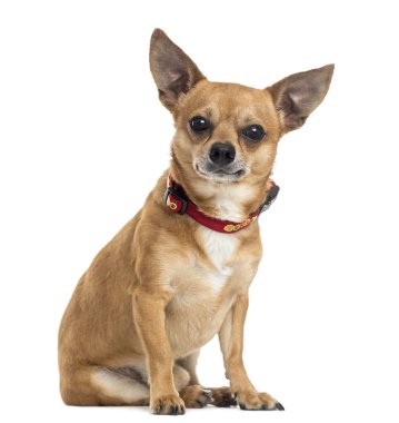 otururken, chihuahua üzerinde beyaz izole