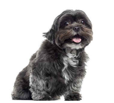 Shih tzu oturma ve nefes nefese, üzerinde beyaz izole