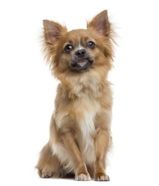otururken, chihuahua üzerinde beyaz izole