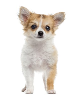 chihuahua yavrusu ayakta, WHI izole kamera bakıyor