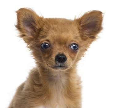 4 ay, izole üzerinde beyaz bir chihuahua köpek yavrusu yakın çekim