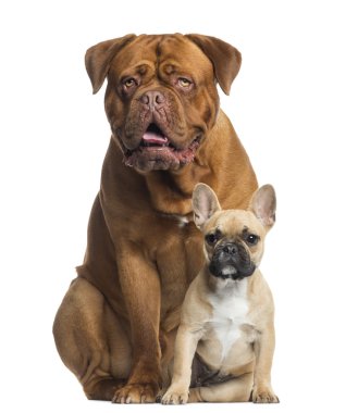 otururken, dogue de bordeaux nefes nefese ve Fransız bulldog yavru isol