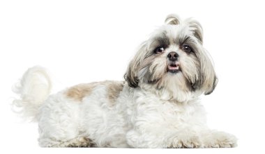 Shih tzu nefes nefese, yalan, beyaz izole