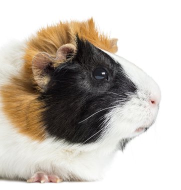 kobay, üzerinde beyaz izole