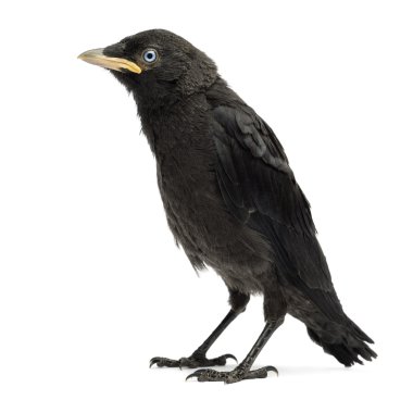 Batı küçük karga, Avrasya küçük karga veya Avrupa küçük karga, corvus mo