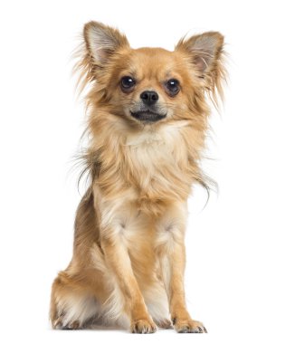 otururken, chihuahua üzerinde beyaz izole