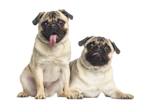 Dos pugs sacando la lengua, aislados en blanco —  Fotos de Stock