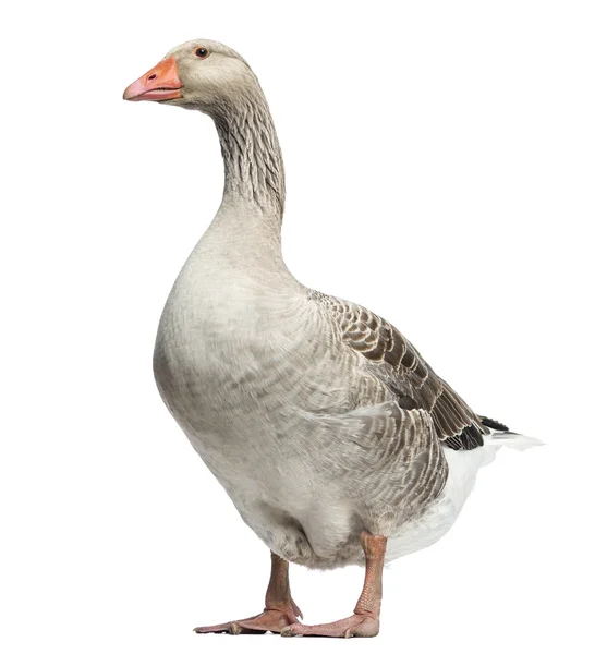 Binnenlandse gans, anser anser domesticus, geïsoleerd op wit — Stockfoto