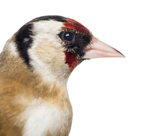 Close-up de um Goldfinch Europeu, carduelis carduelis, isolado — Fotografia de Stock