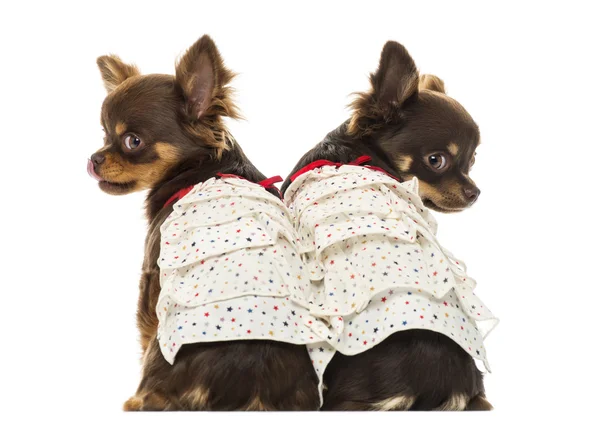 Visão traseira de dois Chihuahuas vestidos, isolados em branco — Fotografia de Stock