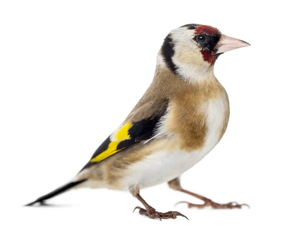 Saka kuşu, carduelis carduelis, ayakta, w izole — Stok fotoğraf