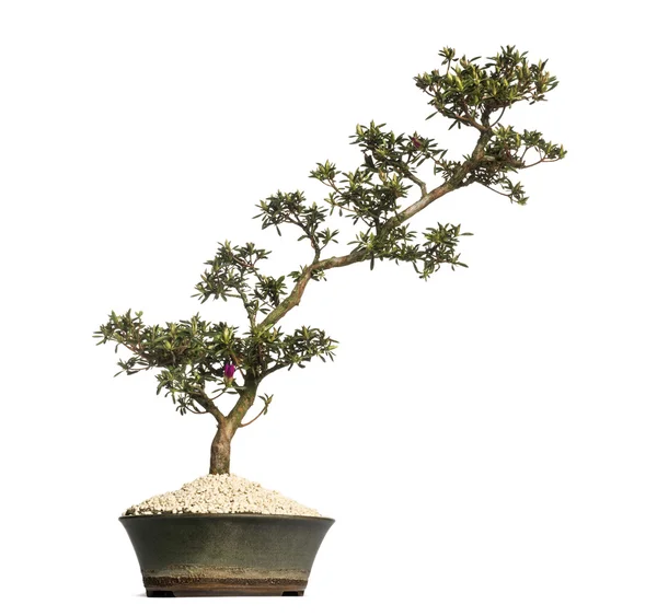 Albero bonsai azalea, Rhododendron, isolato su bianco — Foto Stock