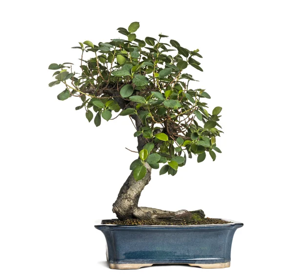 Ficus panda bonsai-boom, ficus retusa, geïsoleerd op wit — Stockfoto