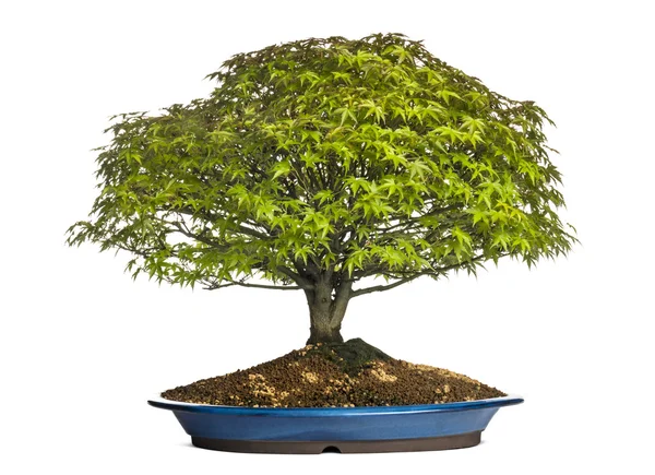 Albero bonsai acero, isolato su bianco — Foto Stock