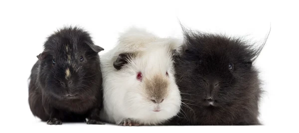 Três porcos-da-Guiné, isolados sobre branco — Fotografia de Stock