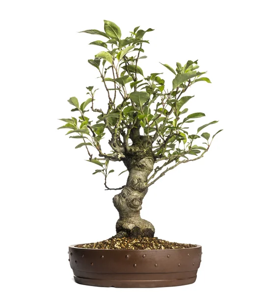 Malus Perpetu bonsai árvore, isolado em branco — Fotografia de Stock