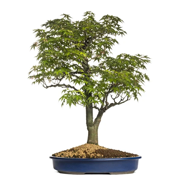 Akçaağaç bonsai ağacı, beyaz izole — Stok fotoğraf