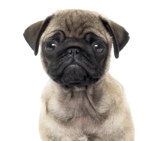 beyaz izole pug köpek yavrusu, 2 aylık yakın çekim