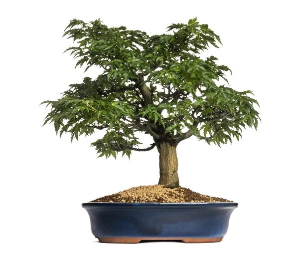 Japanese Maple or Shishigashira bonsai tree, Acer Palmatum, isol — Stock Photo, Image