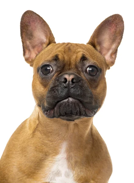 Close up van een Franse bulldog kijken naar de camera, geïsoleerd op — Stockfoto