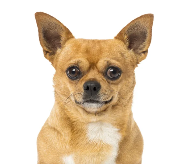 Nahaufnahme eines Chihuahua, isoliert auf weiß — Stockfoto