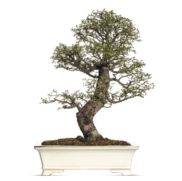 Szilfa bonsai fát, ulmus, elszigetelt fehér — Stock Fotó