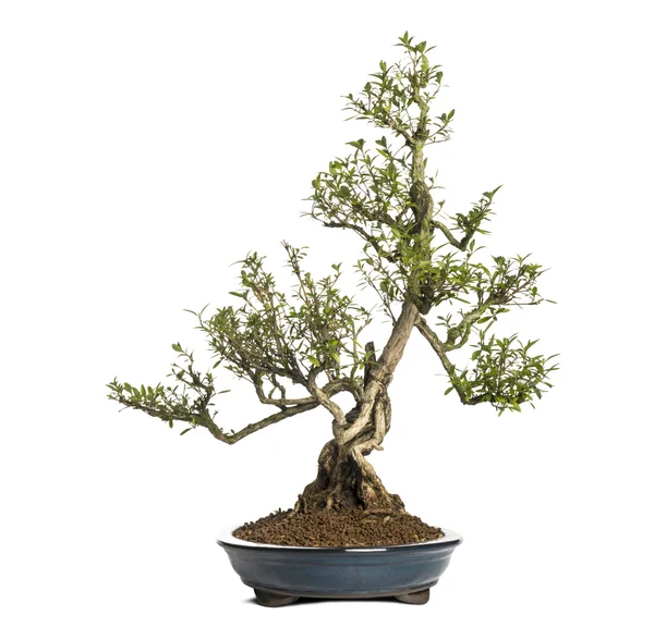 Serissa bonsai tree, Serissa foetida, isolated on white — Stock Photo, Image