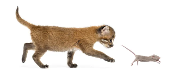 Vista laterale di un gatto asiatico dorato che insegue un giovane topo, isolato — Foto Stock