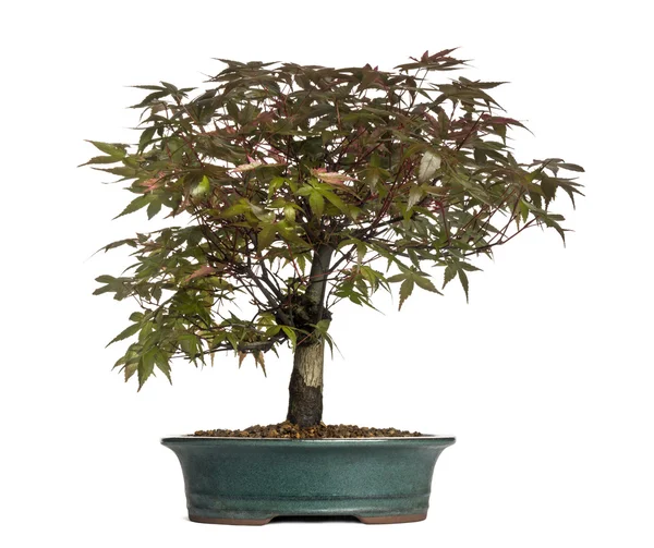 Akçaağaç bonsai ağacı, beyaz izole — Stok fotoğraf