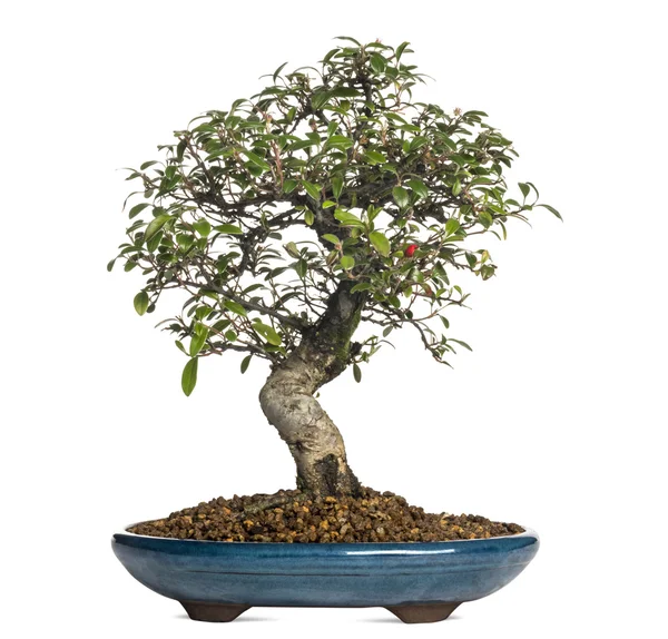 Cotoneaster bonsai fát, elszigetelt fehér — Stock Fotó