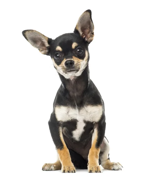 Chihuahua siedząc, w obliczu, biały na białym tle na — Zdjęcie stockowe