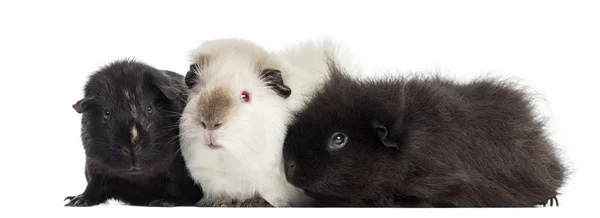 Three Guinea Pigs, isolated on white — Stock Photo, Image