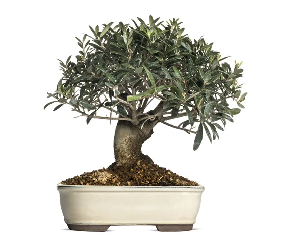 Olívaolaj, bonsai fát, olea europaea, elszigetelt fehér — Stock Fotó