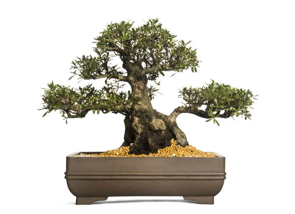 Albero bonsai azalea, Rhododendron, isolato su bianco — Foto Stock