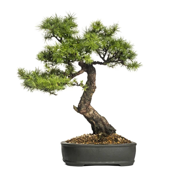 Vörösfenyő bonsai fát, Larix, elszigetelt fehér — Stock Fotó