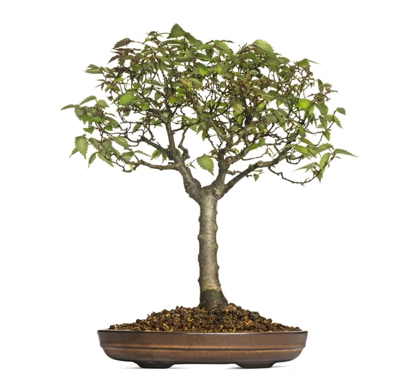 Zelkova Serrata, bonsai fát, elszigetelt fehér — Stock Fotó