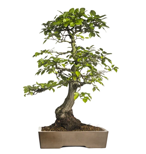 Gyertyán bonsai fát, Carpinus, elszigetelt fehér — Stock Fotó