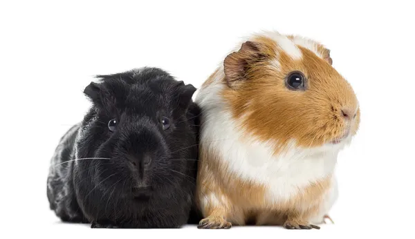 Twee cavia's naast elkaar, geïsoleerd op wit — Stockfoto