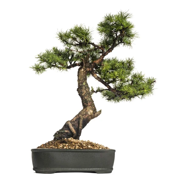 Lariks bonsai boom, larix, geïsoleerd op wit — Stockfoto