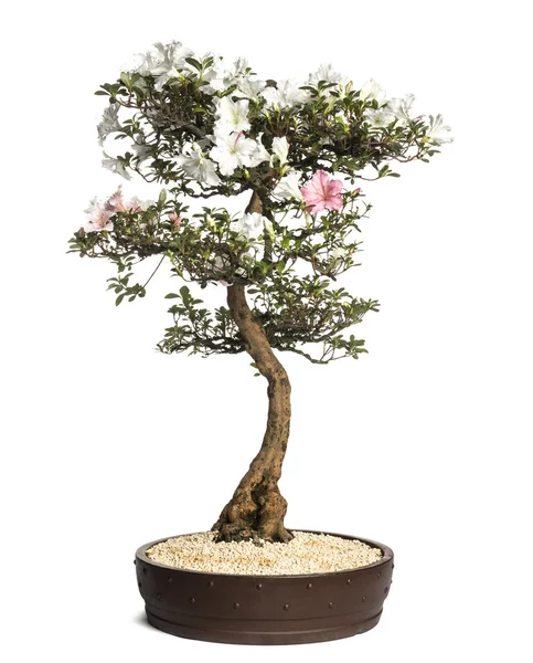 Albero bonsai azalea, Rhododendron, isolato su bianco — Foto Stock