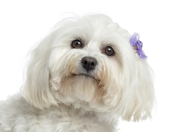 Close up of a Maltese, isolated on white — Stock Photo, Image