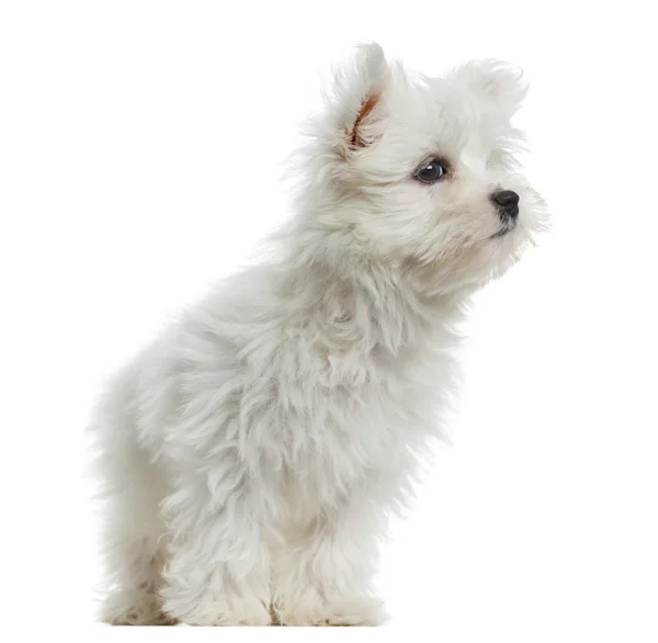 Cachorro maltés, 2 meses, aislado sobre blanco —  Fotos de Stock