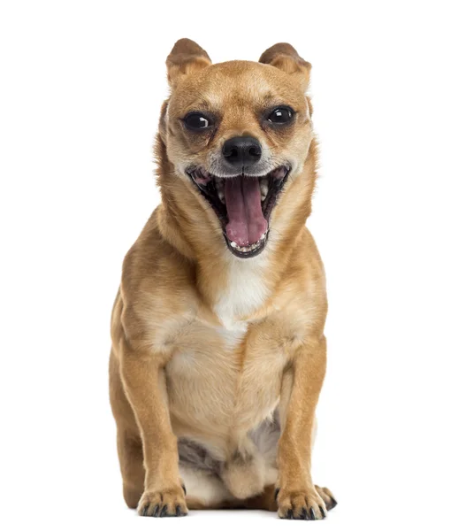 Chihuahua sentado, bocejo, isolado em branco — Fotografia de Stock